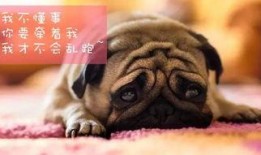 巴哥最新爆料视频大全集,揭秘幕后真相，带你领略热点事件全貌