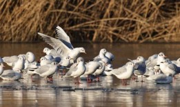 赤峰大鹅被爆料事件视频,真相与争议的交织