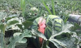 炸裂瓜最新爆料,娱乐圈最新重磅爆料！