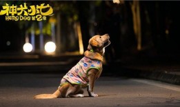 神犬小七2在线观看,忠诚守护，再续传奇