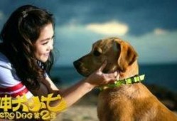 神犬小七2在线观看,忠诚守护，再续传奇