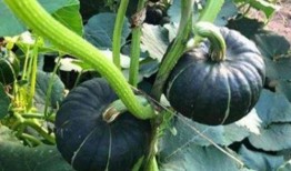 陇南吃瓜网红是谁啊图片,揭秘瓜界新宠