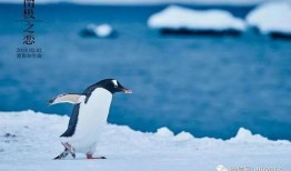 在线观看南极之恋,南极之恋的浪漫冒险之旅