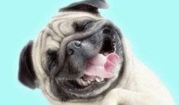 巴哥最新爆料视频大全集,揭秘幕后真相，带你领略热点事件全貌