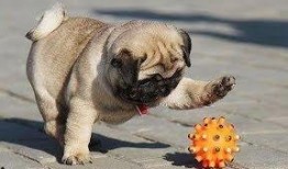 巴哥最新爆料视频大全集,揭秘幕后真相，带你领略热点事件全貌