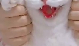网红小猫爆料视频,揭秘幕后故事