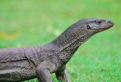 印度巨蜥爆料视频网站,揭秘神秘生物世界