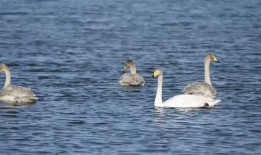 赤峰大鹅被爆料事件视频,真相与争议的交织