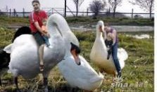 赤峰大鹅被爆料事件视频,真相与争议的交织