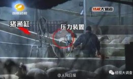 猪灌泥浆爆料视频大全下载,揭秘背后惊人真相
