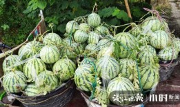 陇南吃瓜网红是谁啊图片,揭秘瓜界新宠