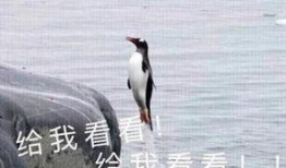 娱乐吃瓜君爆料遛鸟,遛鸟背后的明星趣事大揭秘