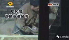 猪灌泥浆爆料视频大全下载,揭秘背后惊人真相