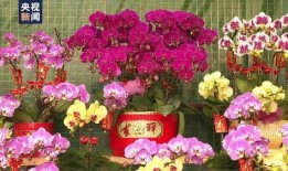 花店老板娘最新爆料新闻,最新爆料新闻背后的惊人真相