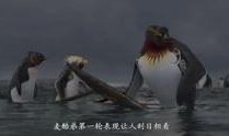 冲浪企鹅在线观看,海洋奇遇记在线观看之旅